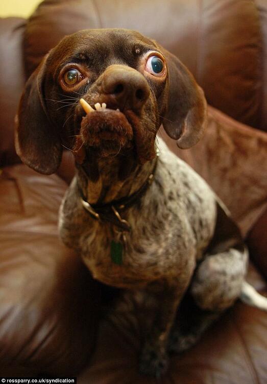 417d92a54091772f4fede5f67b11082e--ugly-dogs-ugly-dog-breeds