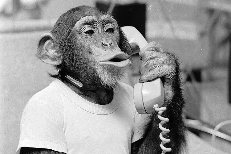 monkey