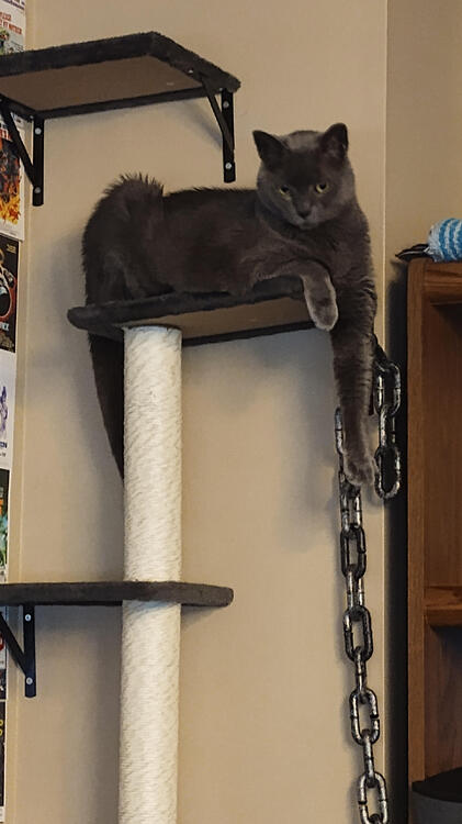 cattax