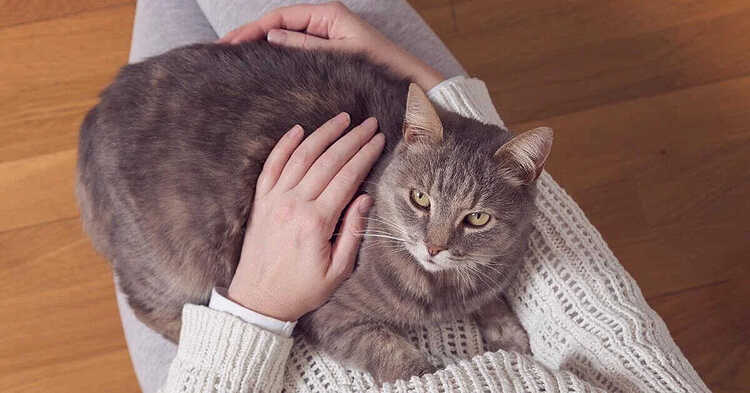catonlap